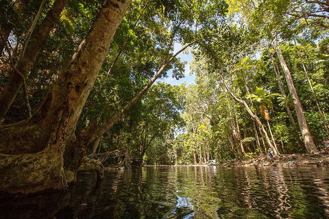 Daintree Rainforest, Cape Tribulation And Bloomfield Track Small Group Tour - Hotel Gold Coast 7