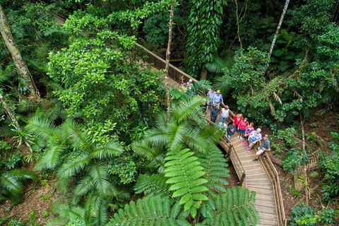 Daintree Rainforest, Cape Tribulation And Bloomfield Track Small Group Tour - Hotel Gold Coast 0