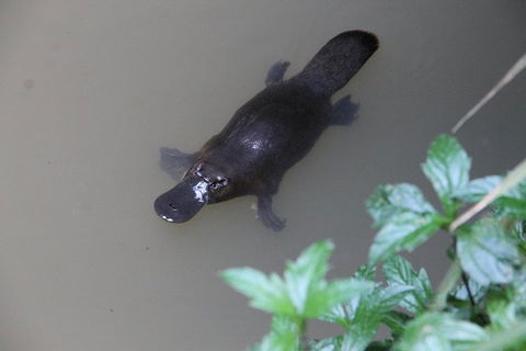 Atherton Tablelands Waterfalls And Rainforest Day Tour Departing Cairns - Hotel Gold Coast 7