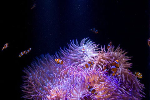 SEA LIFE Sunshine Coast Aquarium Entrance Ticket - Hotel Gold Coast 1