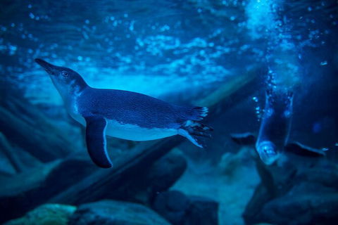 SEA LIFE Sunshine Coast Aquarium Entrance Ticket - Hotel Gold Coast 2