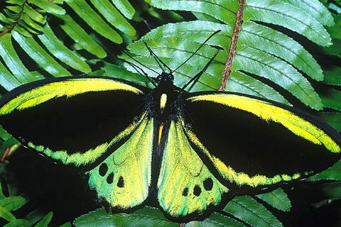 Cairns 4WD Waterfall And Rainforest Tour Including Kuranda Scenic Railway - Hotel Gold Coast 1