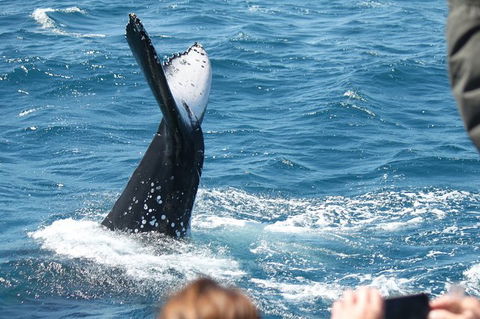 Half-Day Whale Watching In Urangan - Hotel Gold Coast 2