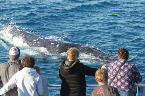 Half-Day Whale Watching In Urangan - Hotel Gold Coast 5
