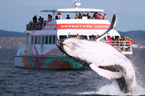 Half-Day Whale Watching In Urangan - Hotel Gold Coast 0