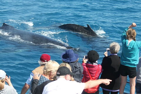 Half-Day Whale Watching In Urangan - Hotel Gold Coast 4