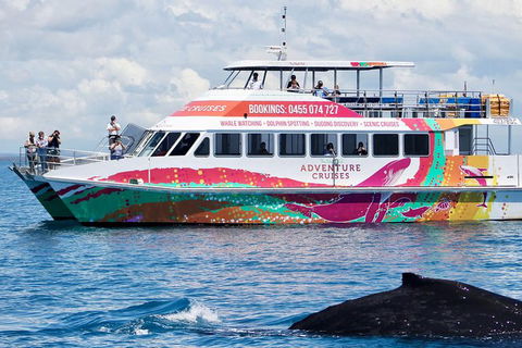 Half-Day Whale Watching In Urangan - Hotel Gold Coast 1