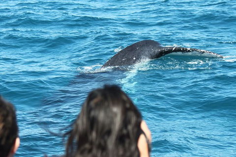 Half-Day Whale Watching In Urangan - Hotel Gold Coast 7
