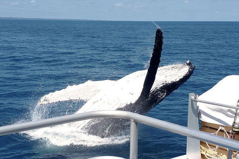 Half-Day Whale Watching In Urangan - Hotel Gold Coast 3