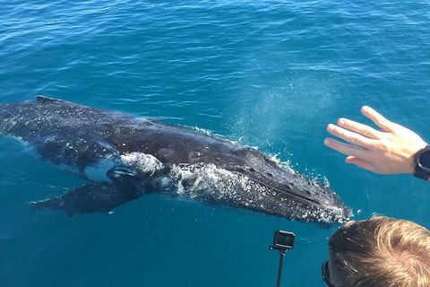 Half-Day Whale Watching In Urangan - Hotel Gold Coast 6