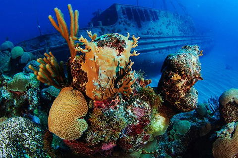 PADI Diving Courses On The Gold Coast - Hotel Gold Coast 3