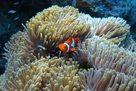 PADI Diving Courses On The Gold Coast - Hotel Gold Coast 4
