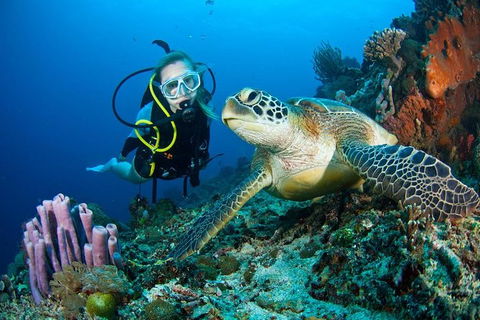 PADI Diving Courses On The Gold Coast - Hotel Gold Coast 1