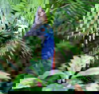 Guided Night Walk in Cape Tribulation