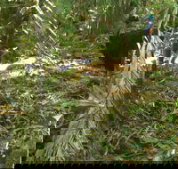 Small-Group Trekking Experience in Daintree National Park