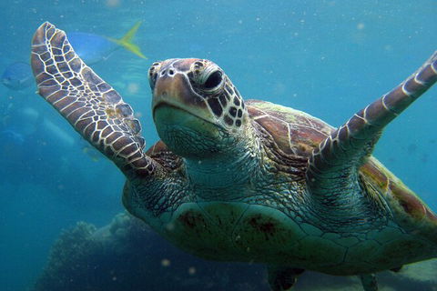 2 Night Whitsunday Islands Cruise On Atlantic Clipper From Airlie Beach - Hotel Gold Coast 6