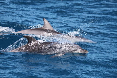 Sandy Straits Scenic & Wildlife Cruise - Hotel Gold Coast 1