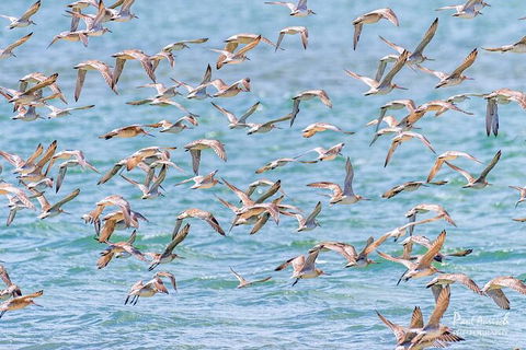 Sandy Straits Scenic & Wildlife Cruise - Hotel Gold Coast 4