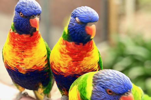 Coffin Bay Oysters, Ocean & Nature Tour - Hotel Gold Coast 9