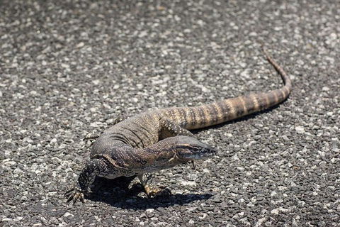 Coffin Bay Oysters, Ocean & Nature Tour - Hotel Gold Coast 5