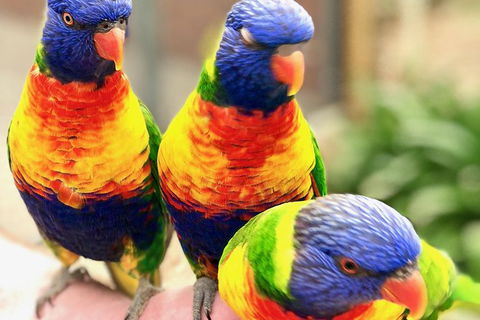 Coffin Bay Oysters, Ocean & Nature Tour - Hotel Gold Coast 1