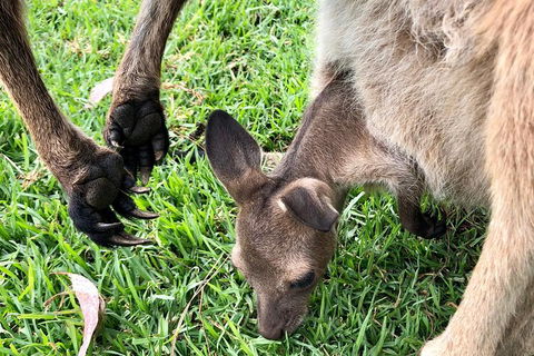 Coffin Bay Oysters, Ocean & Nature Tour - Hotel Gold Coast 10