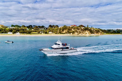 Half-Day Mornington Peninsula Dolphin And Seal Swim From Sorrento - Hotel Gold Coast 1