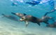 Half-Day Mornington Peninsula Dolphin And Seal Swim From Sorrento - thumb 4
