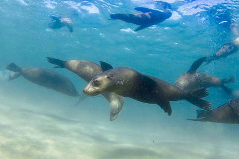 Half-Day Mornington Peninsula Dolphin And Seal Swim From Sorrento - Hotel Gold Coast 4