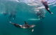 Half-Day Mornington Peninsula Dolphin And Seal Swim From Sorrento - thumb 0