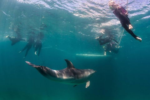 Half-Day Mornington Peninsula Dolphin And Seal Swim From Sorrento - Hotel Gold Coast 0