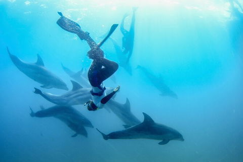 Half-Day Mornington Peninsula Dolphin And Seal Swim From Sorrento - Hotel Gold Coast 3