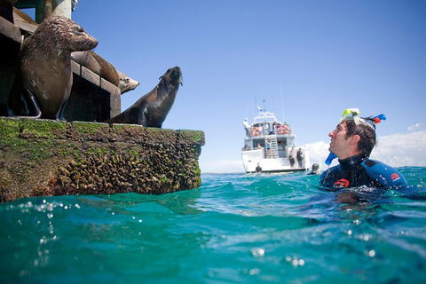 Half-Day Mornington Peninsula Dolphin And Seal Swim From Sorrento - Hotel Gold Coast 2
