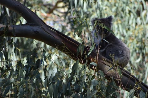 Great Ocean Road Tour Plus Koalas, Forest Walk And Morning Tea. - Hotel Gold Coast 2