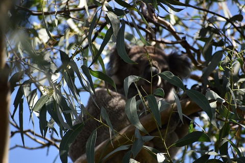 Great Ocean Road Tour Plus Koalas, Forest Walk And Morning Tea. - Hotel Gold Coast 6