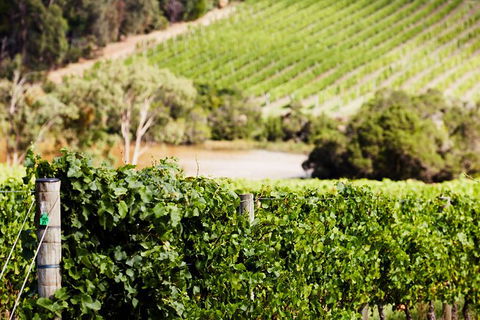 Mornington Peninsula 2-6 Guests With Lunch And Art Walk At Pt Leo Estate - Hotel Gold Coast 5