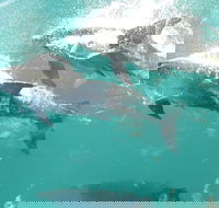 Roebuck Bay Snubfin Dolphin Cruise - Hotel Gold Coast