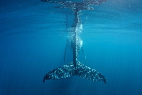 Humpback Whale Safari - Hotel Gold Coast 5