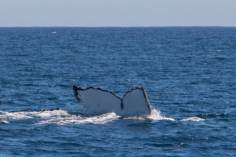 Humpback Whale Safari - Hotel Gold Coast 3