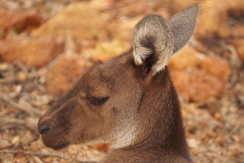 Australian Animals, Seascape And Sunset Photography Tour - Hotel Gold Coast 3