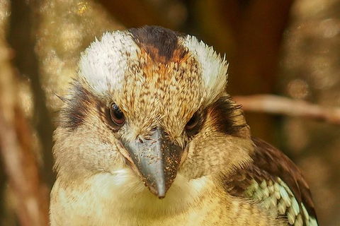 Australian Animals, Seascape And Sunset Photography Tour - Hotel Gold Coast 4