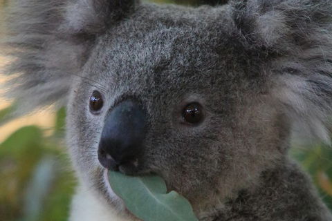 Australian Animals, Seascape And Sunset Photography Tour - Hotel Gold Coast 2