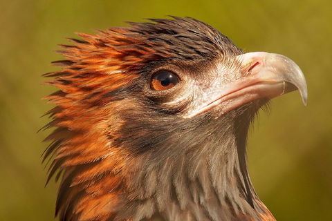 Australian Animals, Seascape And Sunset Photography Tour - Hotel Gold Coast 5