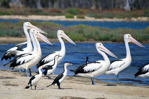 Romance Cruise + Scenic Tour + Beer Tasting + 3 Course Lunch + Hamper - Hotel Gold Coast 5