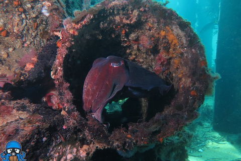 PADI Open Water Course - Hotel Gold Coast 1