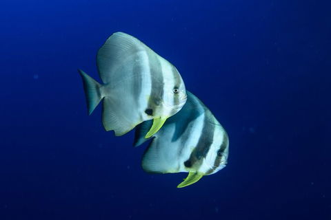 Become A PADI Open Water Diver In 3 Days In Perth - Hotel Gold Coast 4