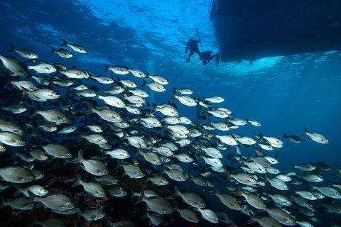 Become A PADI Open Water Diver In 3 Days In Perth - Hotel Gold Coast 2