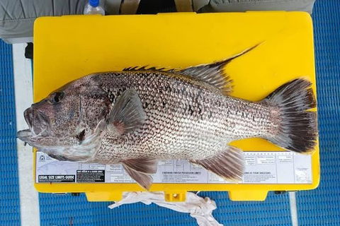 Abrolhos Islands Fishing Charter - Hotel Gold Coast 2