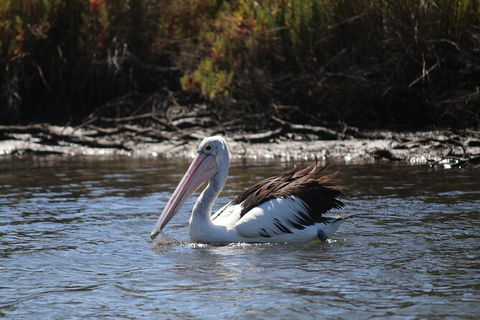 Private Guided River Kayak Tour - Hotel Gold Coast 2