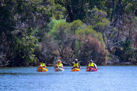 Private Guided River Kayak Tour - Hotel Gold Coast 6